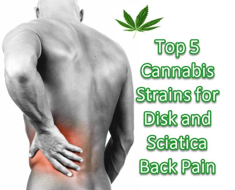 Cannabis Strains For Back Pain