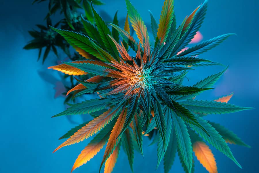 Medical marijuana top view. Cannabis hemp legalize artistic concept