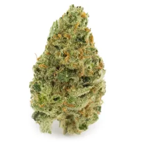 Super silver haze strain​