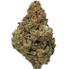 Zeus og strain