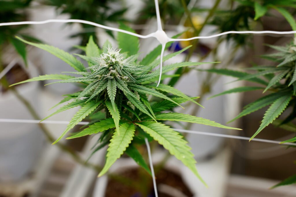 online dispensaries that ship to all states