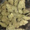 gmo garlic cookies strain