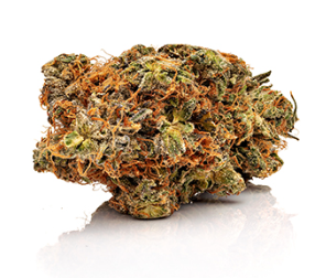 marijuana strain cat piss​