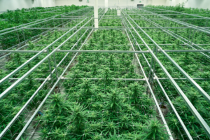 legit online dispensary shipping worldwide 2026